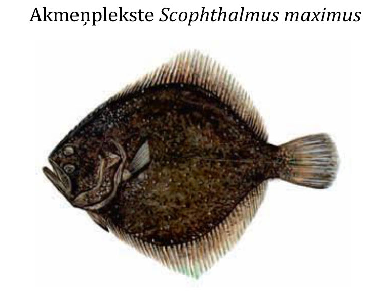 Камбала / Akmeņplekste / Scophthalmus maximus