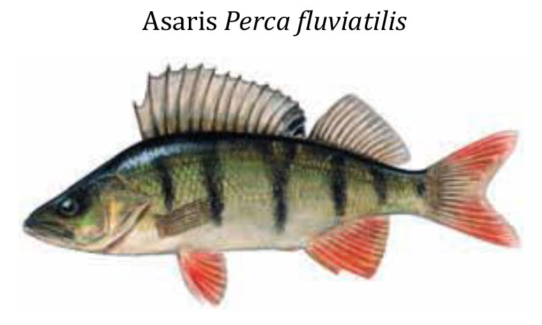 Речной окунь / Asaris / Perca Fluviatilis