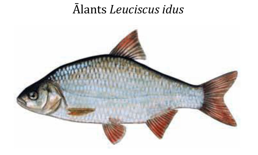 Язь / Ālants / Leuciscus idus