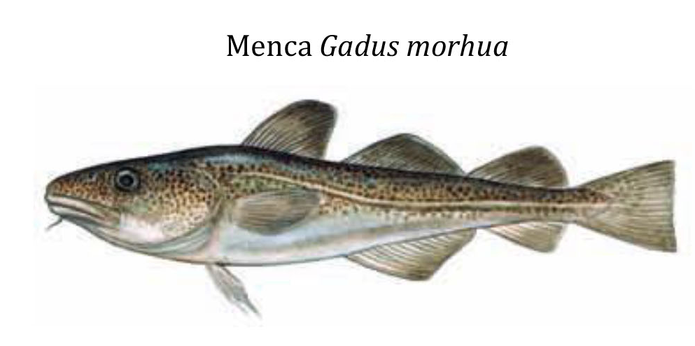 Треска / Menca / Gadus morhua