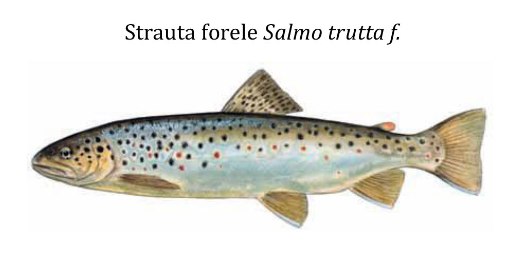 Речная форель(Кумжа) / Strauta forele / Salmo trutta