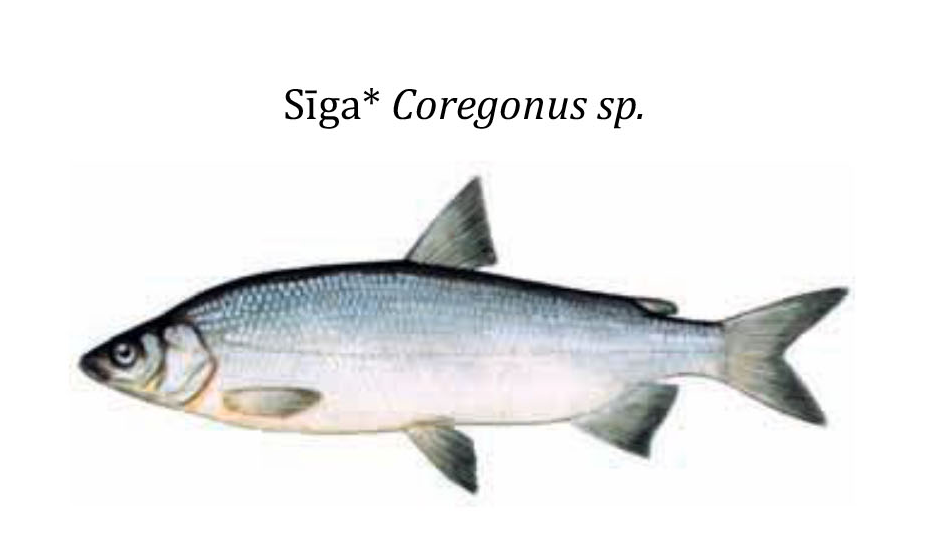 Сиги / Sīga / Coregonus