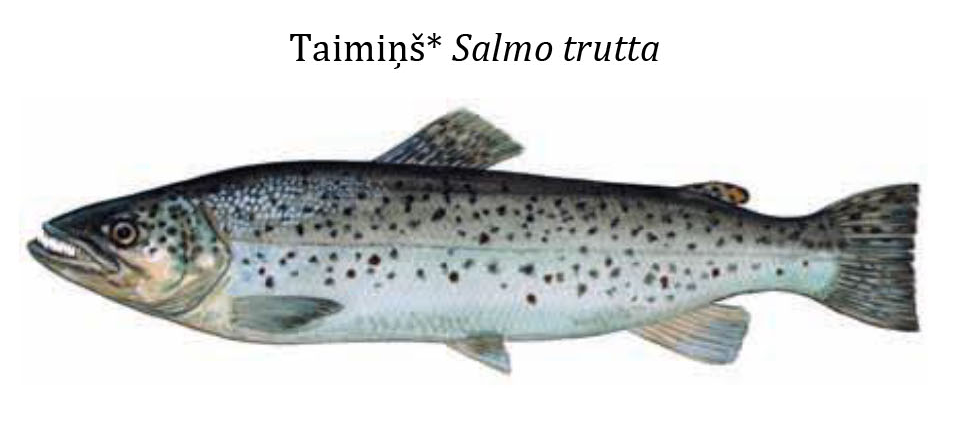 Таймень / Taimiņš / Salmo trutta