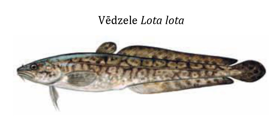 Налим(Мень) / Vēdzele / Lota lota