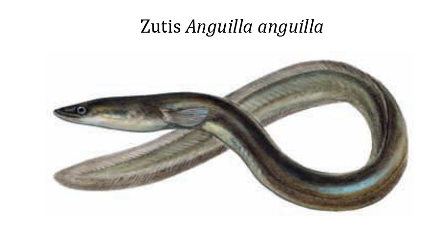 Угорь / Zutis / Anguilla anguilla
