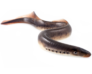 Минога / Nēģus  / Petromyzontiformes